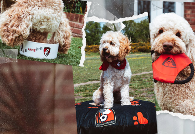 AFC Bournemouth Pet Accessories